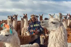 FAO Promueve Sostenibilidad del Sector Camélido en su Año Internacional