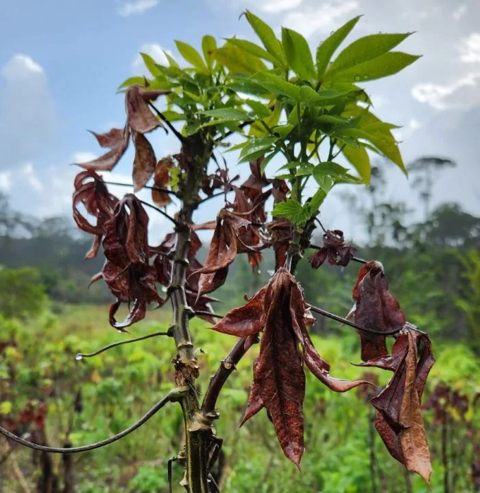 Embrapa: primeros casos de escoba de bruja de yuca en Brasil