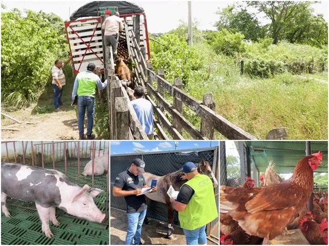 INTERNACIONAL, COLOMBIA: El ICA expide medidas para controlar el traslado de animales de producción