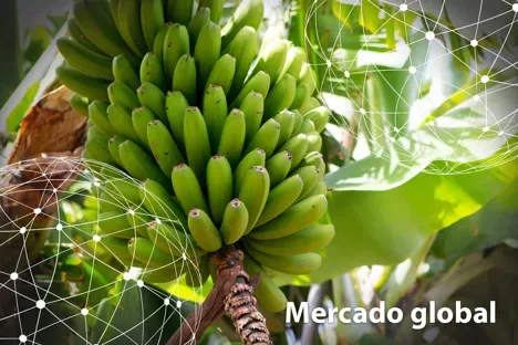 Resumen del mercado global del banano