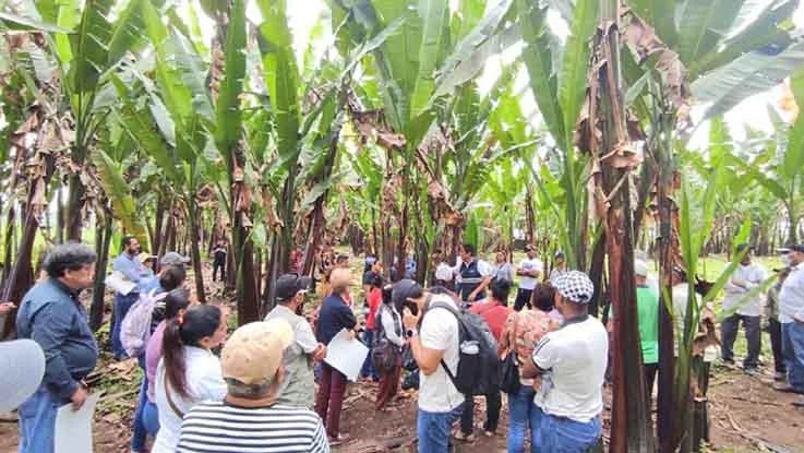 Agricultores de Santo Domingo temen al ataque de la plaga del moko