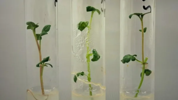 ARGENTINA: Se avanza en el desarrollo de una papa que optimiza el uso del agua