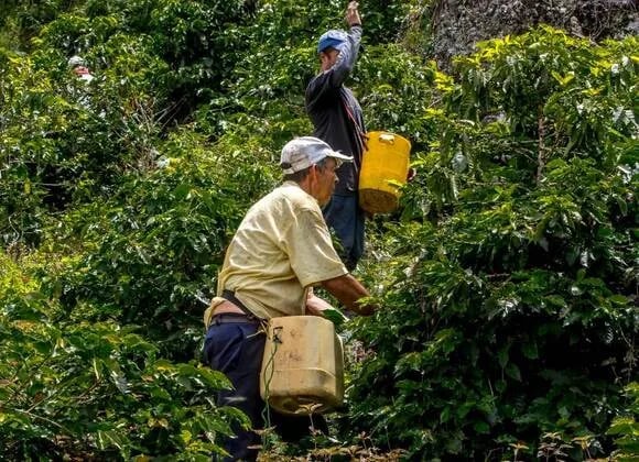 COLOMBIA: Producción cafetera deberá estar libre de deforestación para entrar la Unión Europea