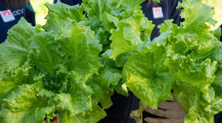 Un estudio de la MSU desarrolla una herramienta para evaluar el riesgo de "E. coli" en verduras de hoja verde