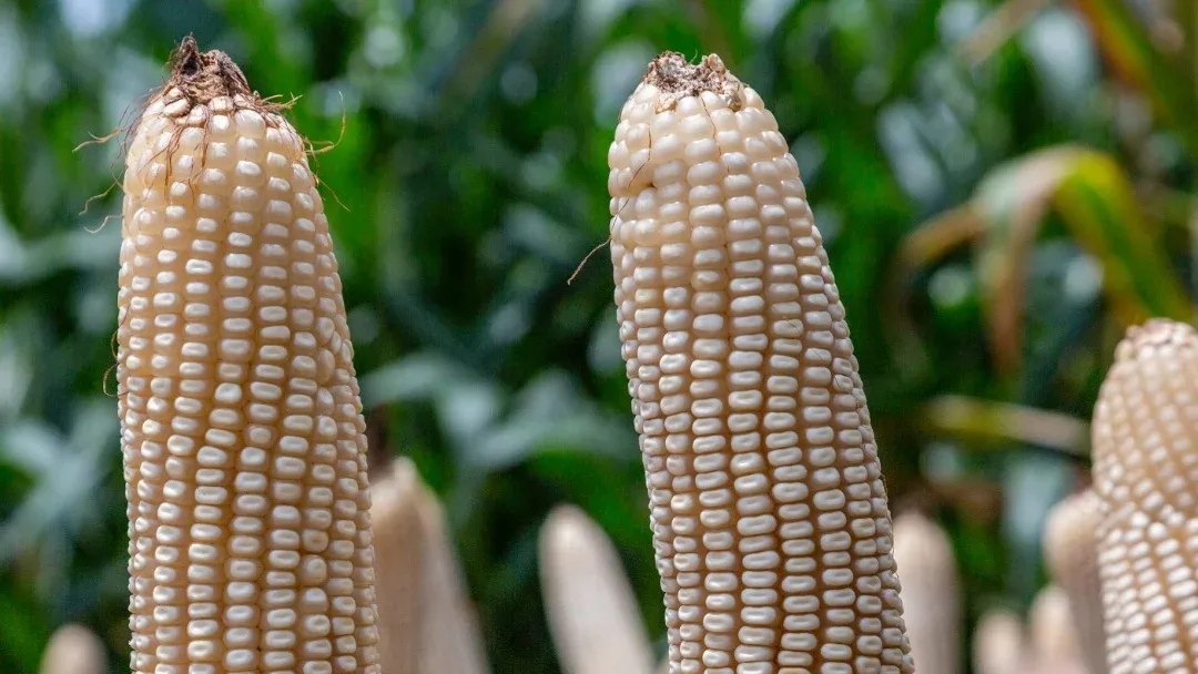 Importaciones de maíz aumentan en Colombia y presionan al sector productivo