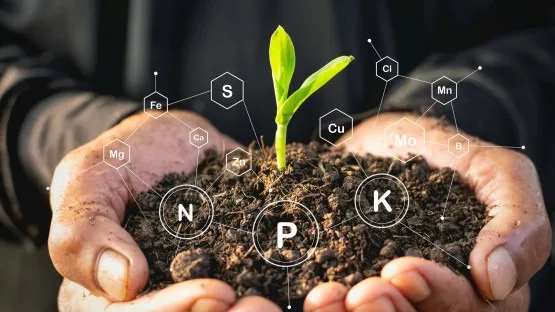 INTERNACIONAL: La ciencia nuclear puede ayudarnos a mejorar el contenido nutricional de las plantas y preservar la salud de los suelos