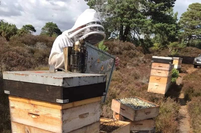 Crean nuevas pruebas para encontrar miel falsa