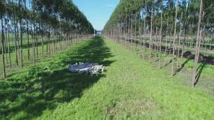 Brasil Solicita a la UE Suspender Norma Contra Deforestación Importada