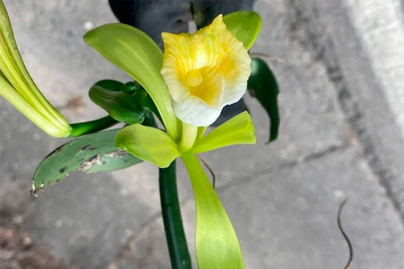 Hongos de orquídeas servirían para controlar enfermedades en cultivos agrícolas