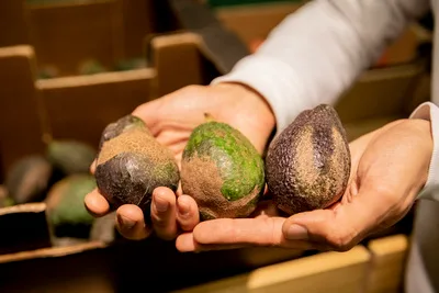 COLOMBIA: Hallan nueva especie de insecto que deforma el aguacate
