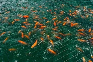 Tilapia en Peligro: Las Enfermedades Bacterianas que Amenazan la Acuicultura Global