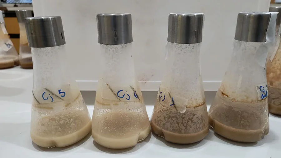La investigación facilita y es económicamente viable la producción de biopesticida