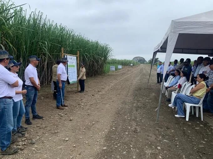 Nueva variedad de caña para Ecuador, un Logro de investigadores, productores e ingenios