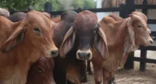 Colombia exportará carne bovina a Irán