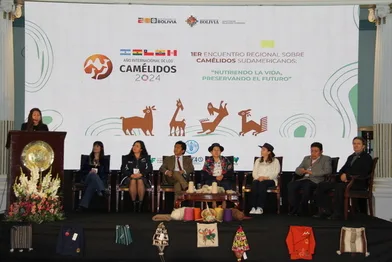 Ecuador se Preparara para el III Encuentro Regional sobre Camélidos Sudamericanos