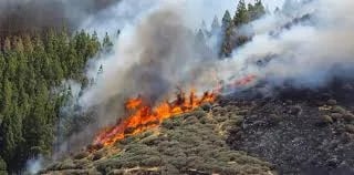 ECUADOR: Iniciativa Nacional para restauración de Ecosistemas afectados por incendios forestales