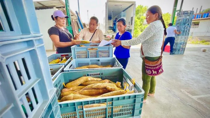 ECUADOR: Productores de Napo acceden a mercado seguro