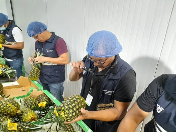 Ecuador amplía mercados para la exportación de piña con ingreso a Perú