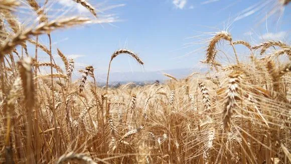 El trigo que produce su propio fertilizante podría reducir la contaminación y ofrecer costos más bajos para los agricultores