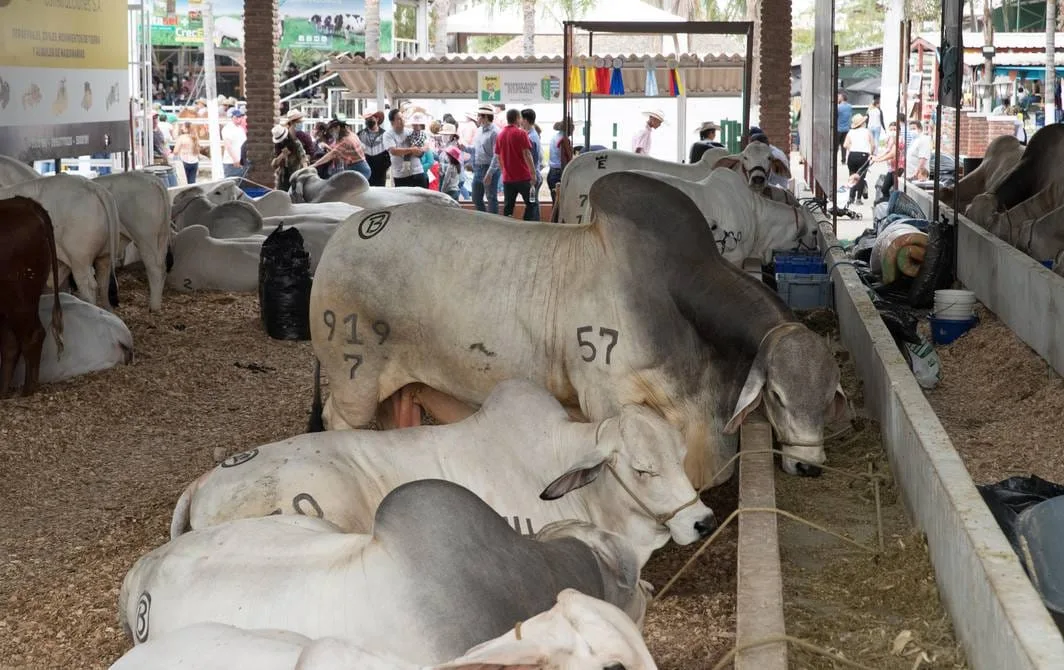 ECUADOR: Abre sus puertas la feria ganadera 2024 en Durán