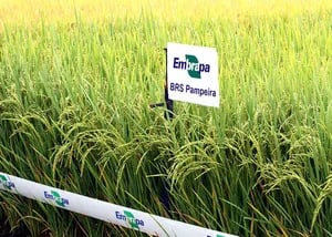 BRASIL: Industria lanza primer arroz rastreado con tecnología de Embrapa