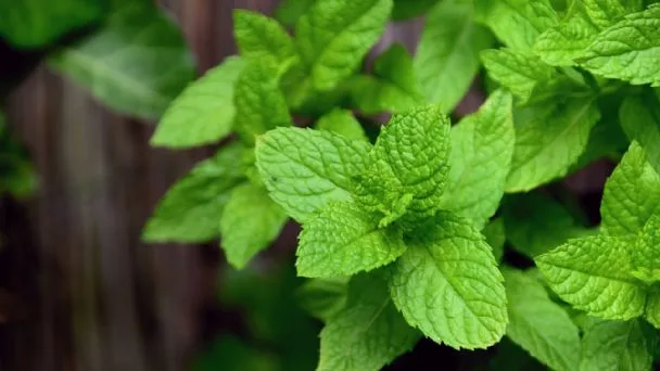 COLOMBIA: Hierbas aromáticas, el modelo de exportación