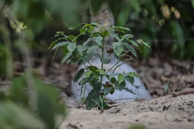 Café cultivado a la sombra es sostenible y de tipo exportación