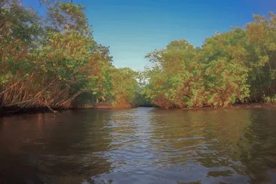 Manglares del Pacífico colombiano, reservas de carbono para combatir el cambio climático
