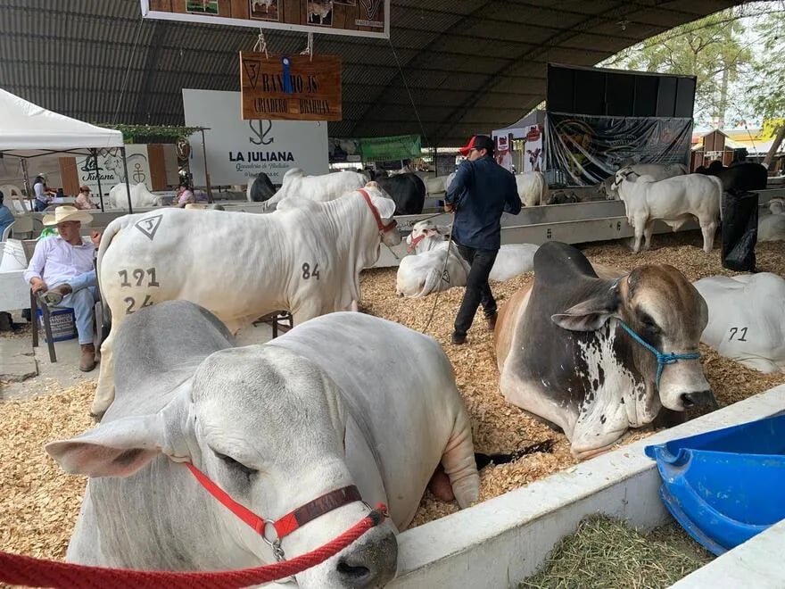 Ecuador mostró su poderío y calidad de ganado, en la feria de Durán