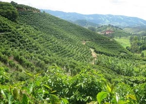 Precio del café Arábica alcanza su nivel más alto desde abril