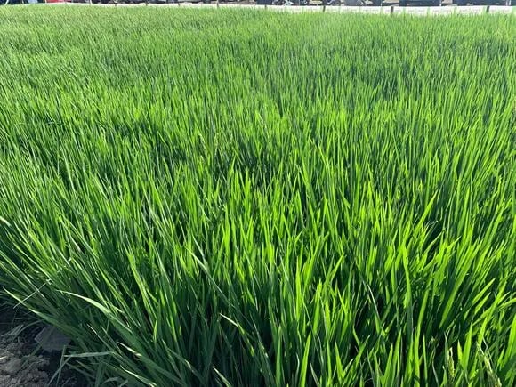 ECUADOR: En Expocampo se presentó el primer híbrido de arroz para el país