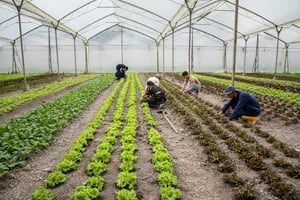 COLOMBIA: Paneles solares y cultivos, una dupla que aumentaría la producción agrícola