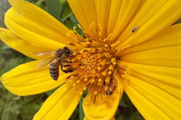 Hallan en Colombia microparásito que enferma a las abejas
