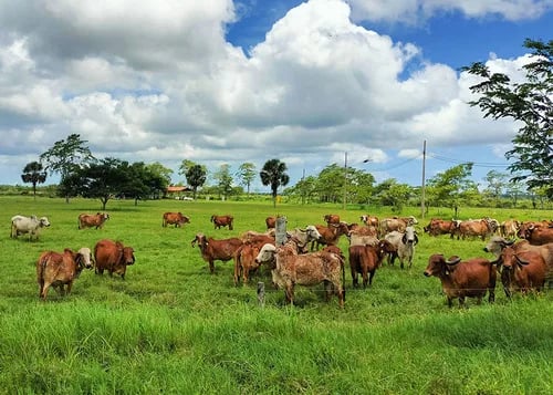 Brasil exporta tecnología para la mejora genética del ganado lechero