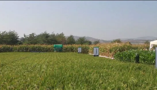 ECUADOR: Nueva variedad de arroz Éxodo se destacó por su rendimiento y calidad en Expocampo