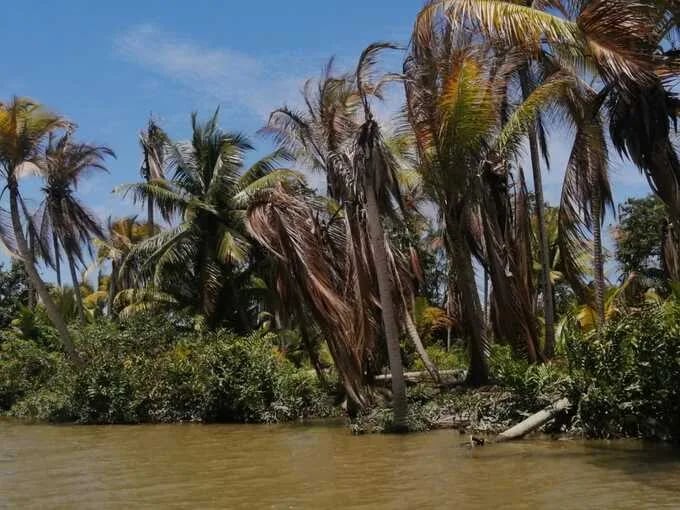 ECUADOR: El norte de la Provincia lucha contra la Plaga de la Palmera del Coco