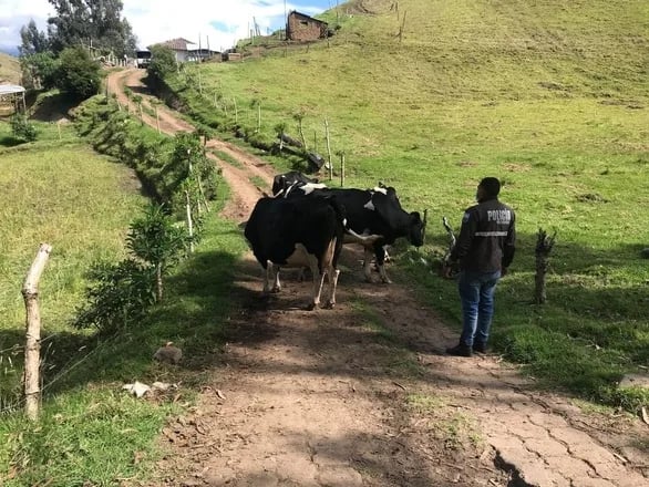 ECUADOR: organización de ganaderos ha contrarrestado el abigeato en Tulcán