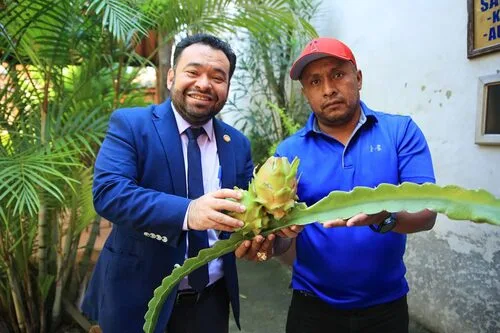 GUATEMALA: La pitahaya se perfila como producto exportable