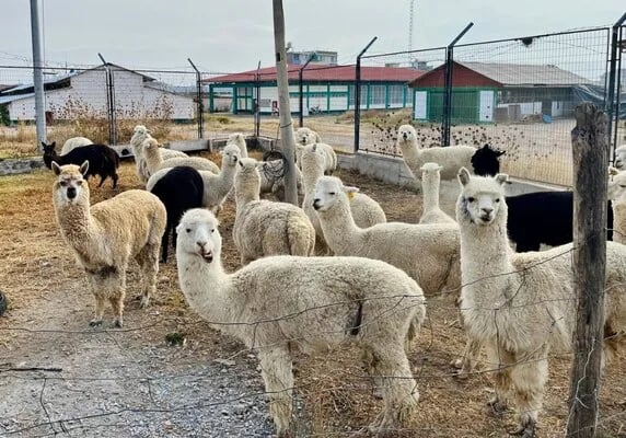 Cooperación científica entre Colombia y Perú fortalece la reproducción de alpacas peruanas