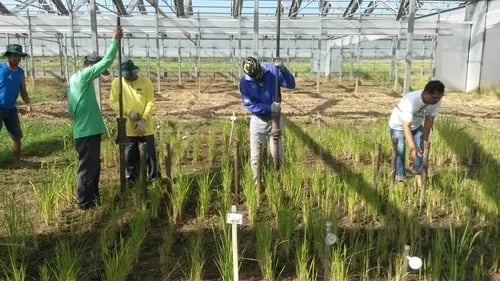 Estudio revela como la raíz del arroz ayuda a los cultivos a prosperar en condiciones de sequía