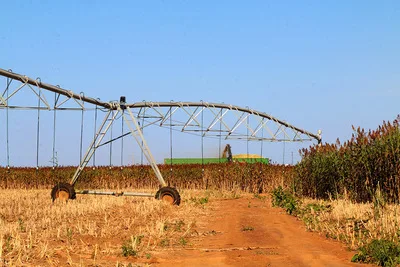 Sorgo-biomass es una alternativa sostenible para la generación de energía en Brasil