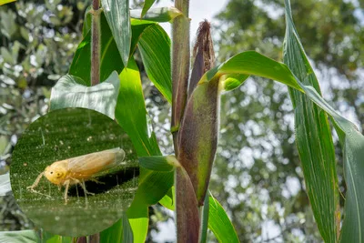 COLOMBIA: Agricultura de precisión previene ataque de la chicharrita en maíz
