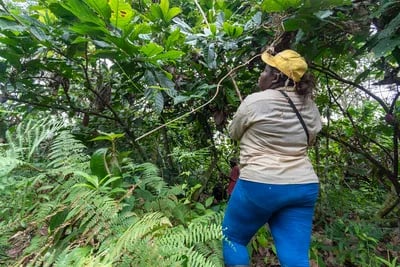 COLOMBIA: Mujeres rurales, como guardianas del territorio, garantizarían la estabilidad campesina