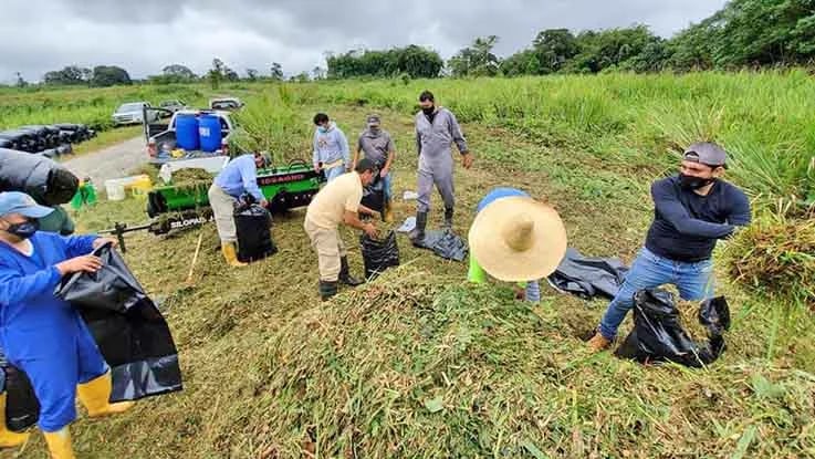 ECUADOR: El ensilaje, alternativa para el ganado en tiempos de sequía