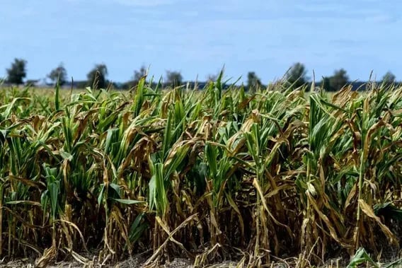 México busca prohibir la siembra del maíz transgénico en el país