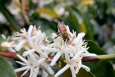 COLOMBIA: Agricultores ya saben cómo criar abejas sin aguijón y vender sus mieles