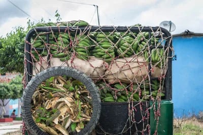 COLOMBIA: Deshidratador solar evitaría pérdidas de plátano verde después de la cosecha