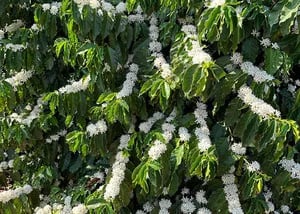 La polinización asistida con abejas mejora la productividad y calidad del café en Brasil