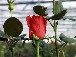 Las Flores Ecuatorianas Adornarán el Mundo en San Valentín