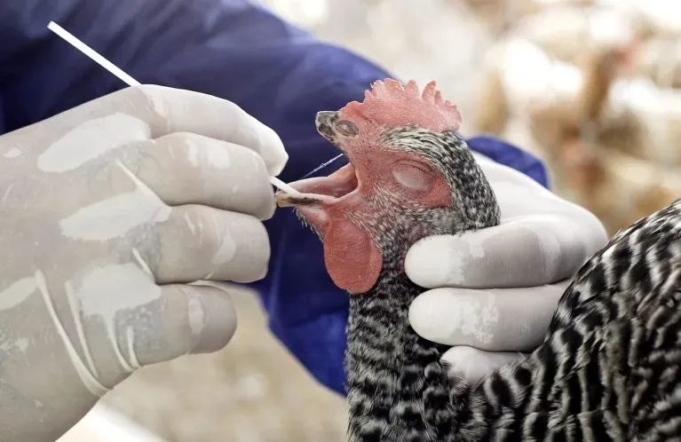 ESPAÑA: Agricultura declara el riesgo alto por gripe aviar y refuerza las medidas de prevención